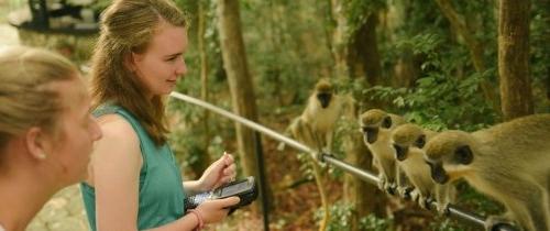 Students observing behaviors of Green Tree Monkeys in Barbados